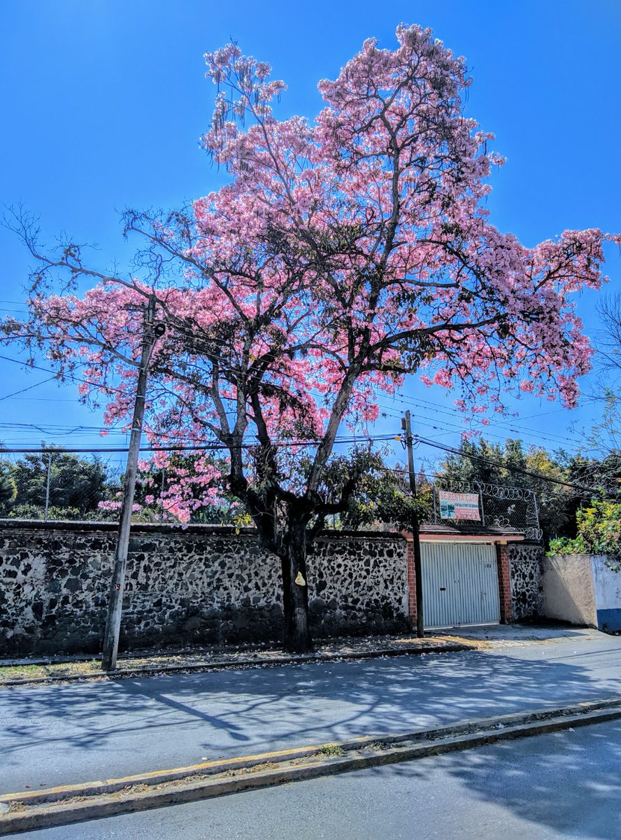 _sert's tweet photo. @ChrisLejarazu Jiutepec, Morelos. 🌸 https://t.co/KTdobbhOg1