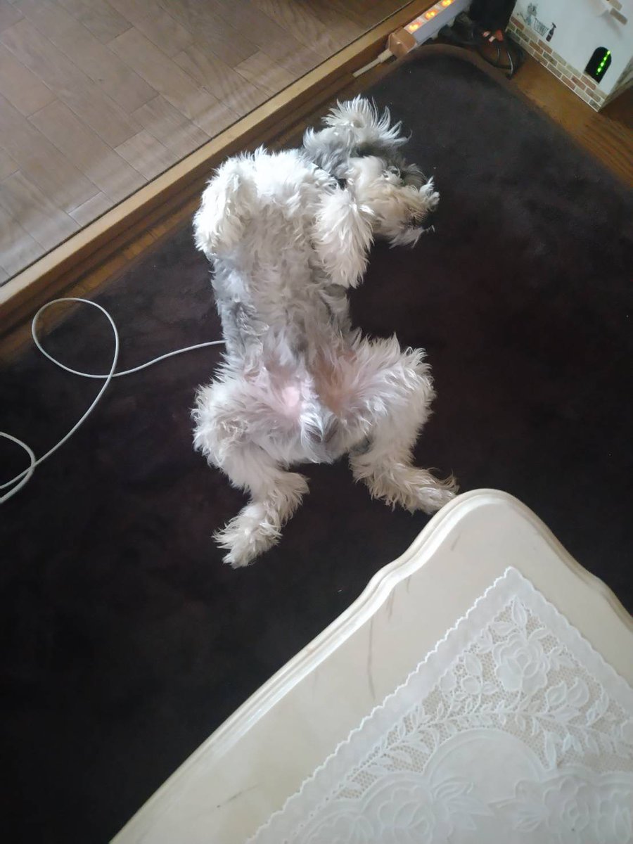 Mellochan0108's tweet photo. 充電中🐶
#ミニチュアシュナウザー
#わんこ
#はらてん
#iPhoneM https://t.co/NafmgpRmJz