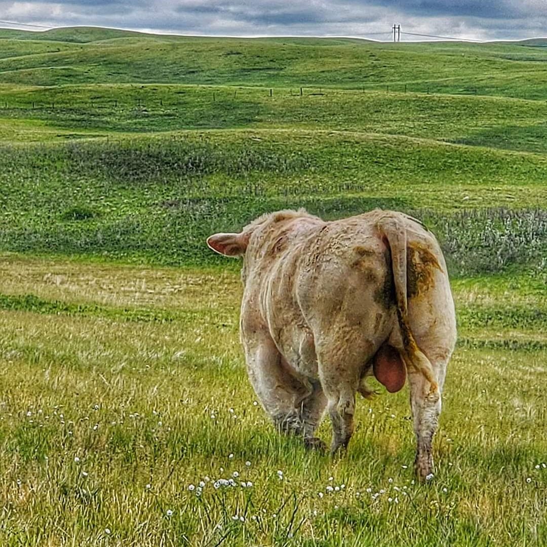 howecouleechar's tweet photo. Happy Canadian Agriculture Day from our ranch to yours, may we celebrate this great industry we live and work in!

#CdnAgDay https://t.co/a5v54fUYsY