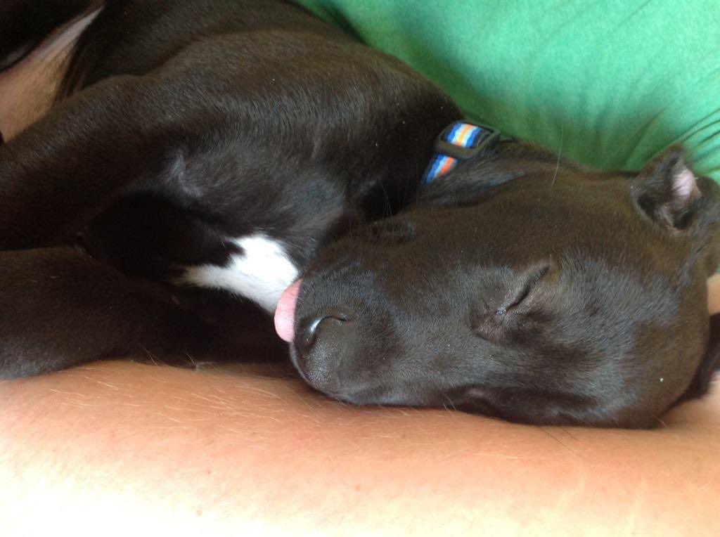JodiSturk's tweet photo. @pets468 The cutest! https://t.co/hk1o0e8D9q