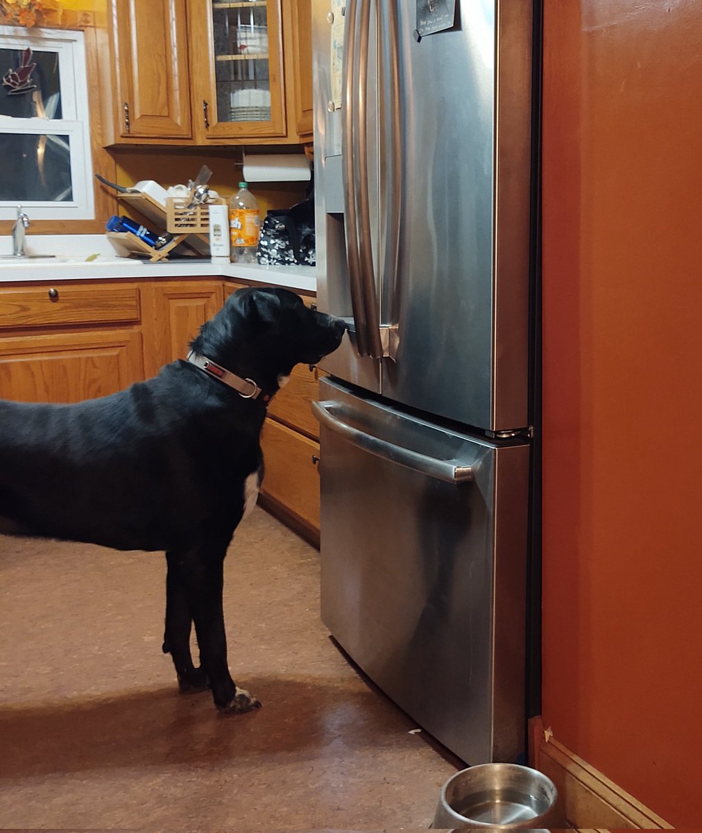 Long John Bungee and Kitty Bones (@bungeekitty) on Twitter photo Frens <a href="/ZombieSquadHQ/">ZombieSquadHQ💖💚🧡💚🩵©</a> there's a Zomb inside this door dat frows ice cubes at hooMom! I'm on 24 hour pawtrol until I get him! RaaAah #ZSHQ Frens <a href="/ZombieSquadHQ/">ZombieSquadHQ💖💚🧡💚🩵©</a> there's a Zomb inside this door dat frows ice cubes at hooMom! I'm on 24 hour pawtrol until I get him! RaaAah #ZSHQ