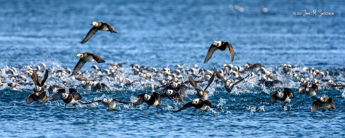 jsiatczy's tweet photo. A raft of Long Tail Ducks taking flight on the St. Clair River, Marysville, Michigan - View full screen
@PureMichigan @NikonUSA @BWChamber @hwyh2o @DiscoverTheBlue @BluewaysStClair @GLSPartnership @MichiganAudubon @DucksUnlimited #longtailduck https://t.co/Z5RH8yrsg8
