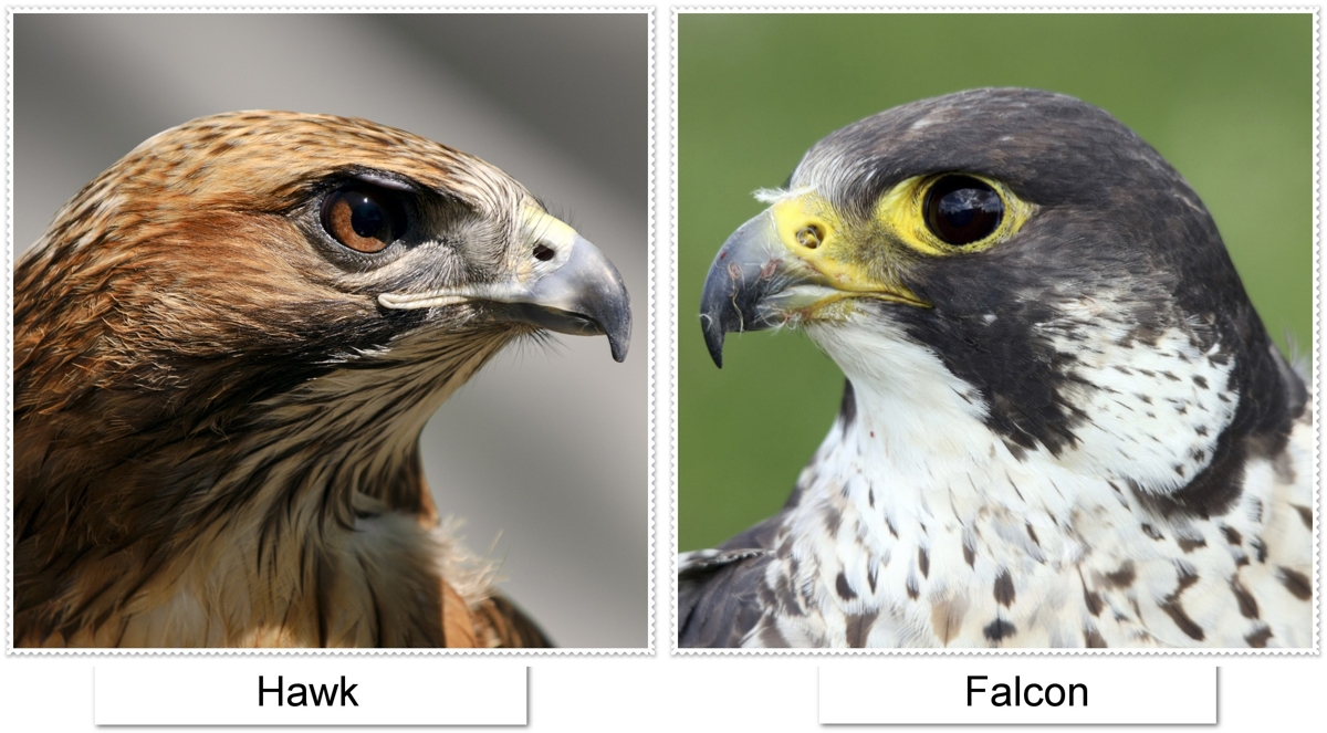As an avid raptor lover, I was shocked to find out that hawks and falcons are not closely related at all. Their similarities actually stem from convergent evolution!
#ees028 convergentevolution.wordpress.com/2017/08/25/of-…