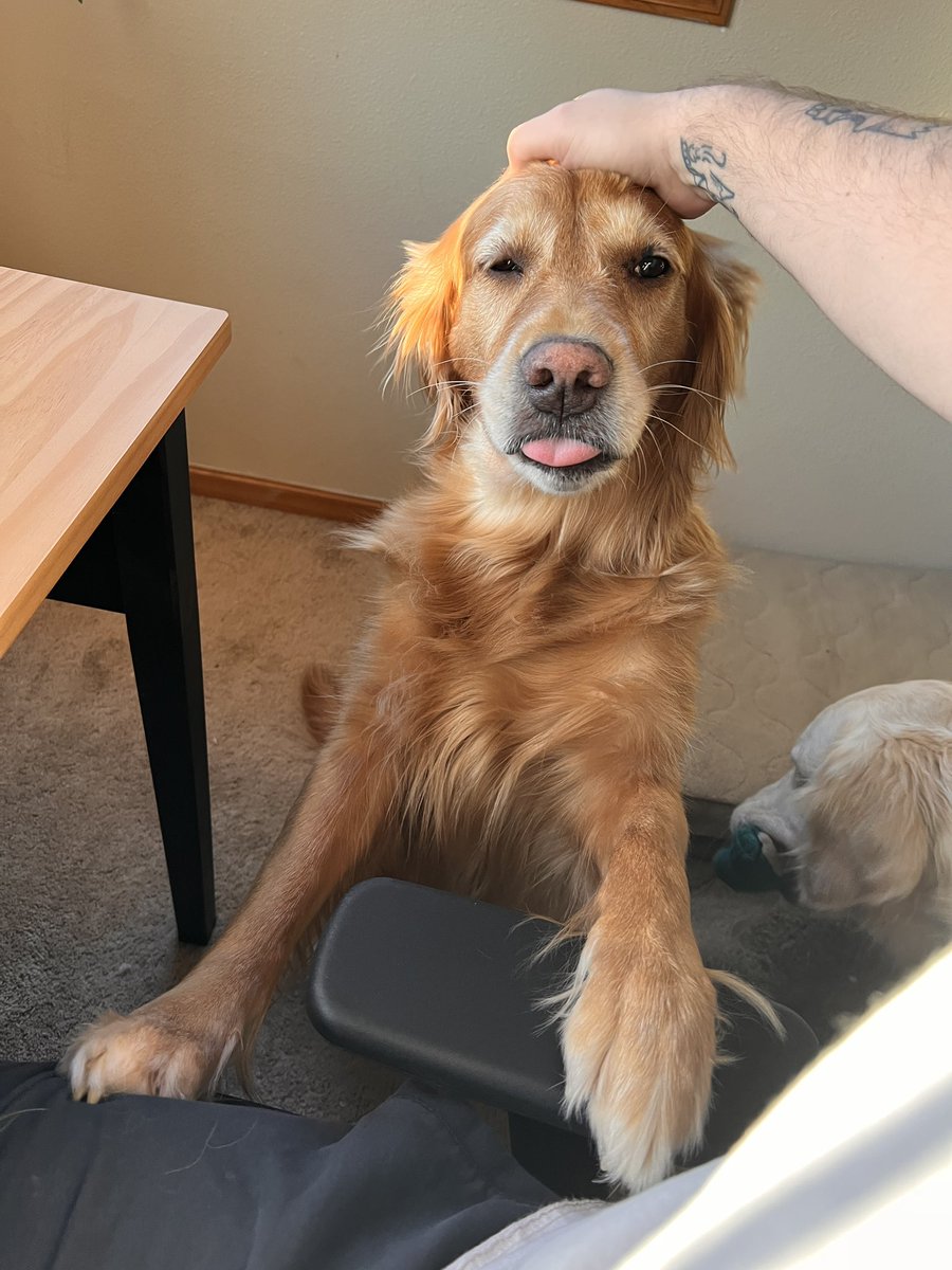 johncwingfield's tweet photo. I didn’t get around to editing photos today so here’s a pic of @Milliethegolden https://t.co/t5e1tCRZ5P