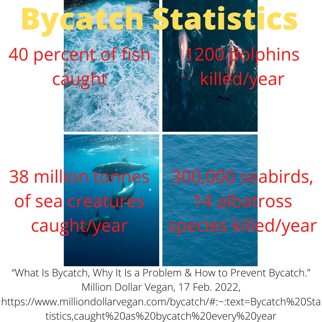 GilpinLu's tweet photo. This infographic I made details all the horrendous atrocities that arise as a result of bycatch! #39canimals https://t.co/QUF8ho1Ct5