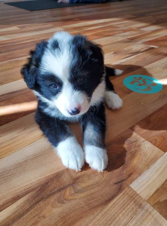 Sorry the puppy yoga this weekend is FULL. Here's what you missed 😉
