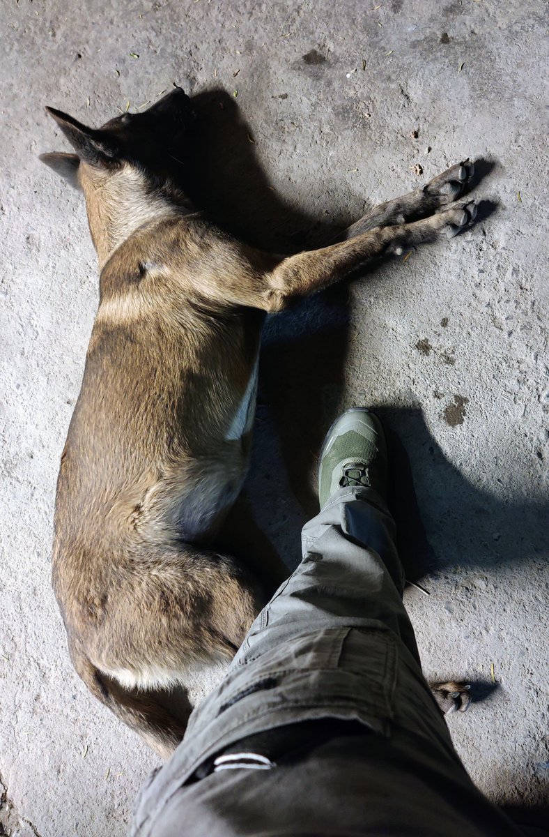 DIA DE ADIESTRAMIENTO Y ALGUIEN ANDA MUY CANSADA.