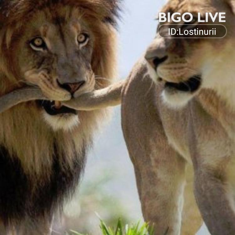 lostinurii's tweet photo. Come and see 🔥❤LostINuRii👀❤ streaming live on #BIGOLIVE and make new friends!  https://t.co/n0YUiwf05O https://t.co/YNnmtrTZ4k