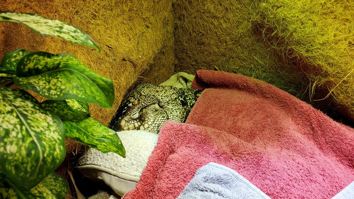 SeeMargaux's tweet photo. @KellyLWuthrich I hope things get better for you! Here's my tegu after he tucked himself in like that, my friend's cat after she tucked herself in like that, and a toad settled into a good spot! https://t.co/7iQGoCneNd
