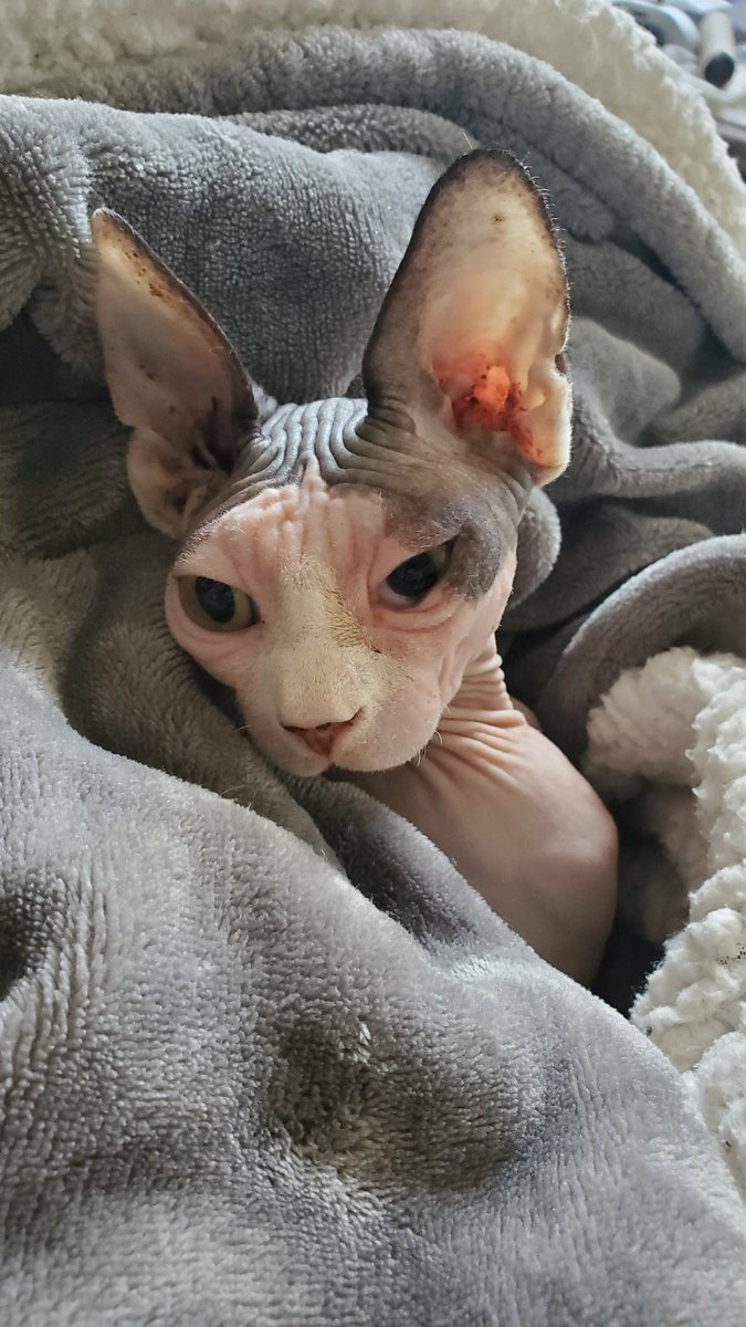 SeeMargaux's tweet photo. @KellyLWuthrich I hope things get better for you! Here's my tegu after he tucked himself in like that, my friend's cat after she tucked herself in like that, and a toad settled into a good spot! https://t.co/7iQGoCneNd