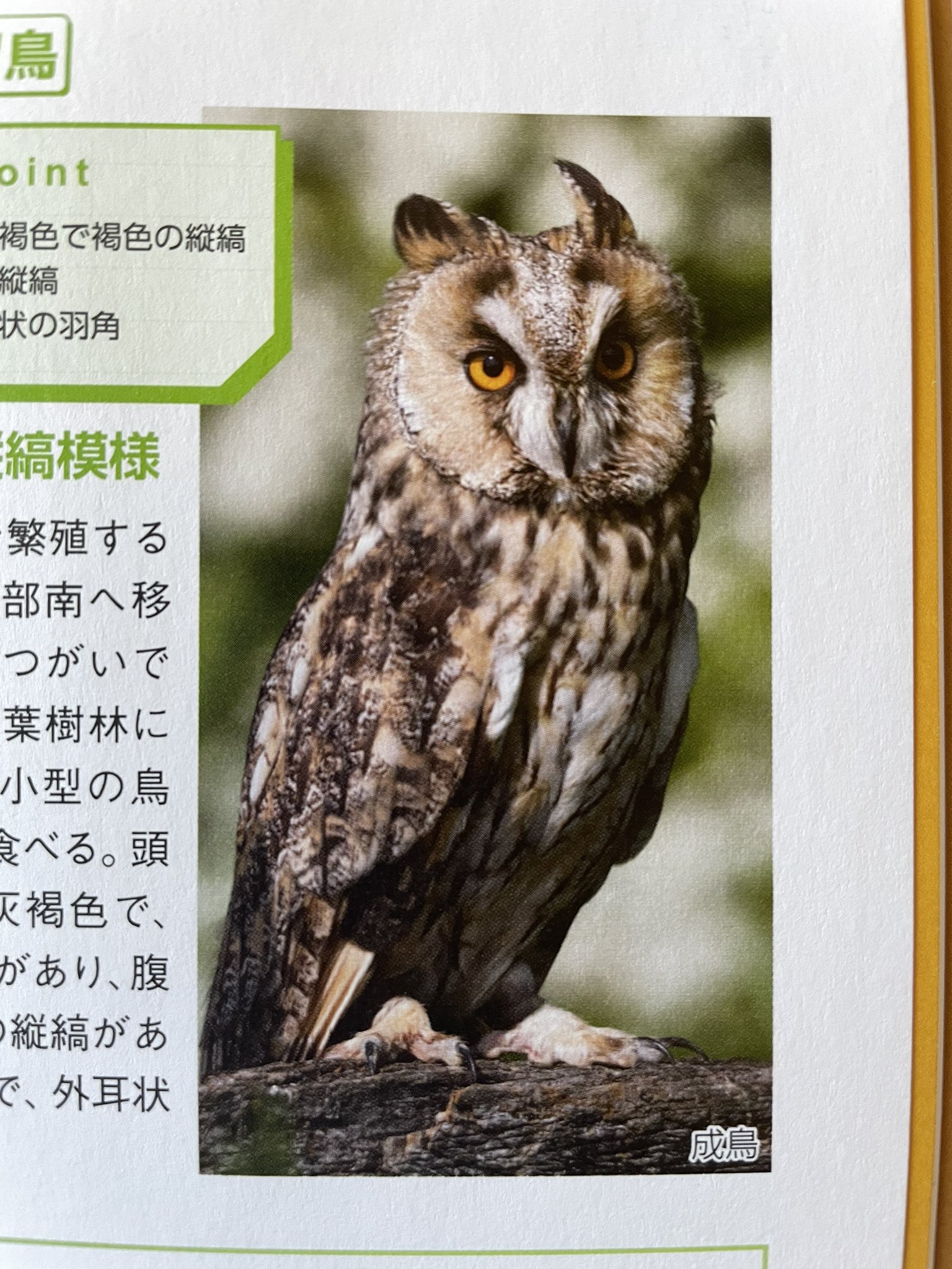 多田さやか フクロウやミミズクはなんとなくシャンぽい このフクロウは耳が特にシャンぽい しかしこれは耳ではなくただの羽らしい 耳どこ かわいい T Co Wk5i4rjhqf Twitter