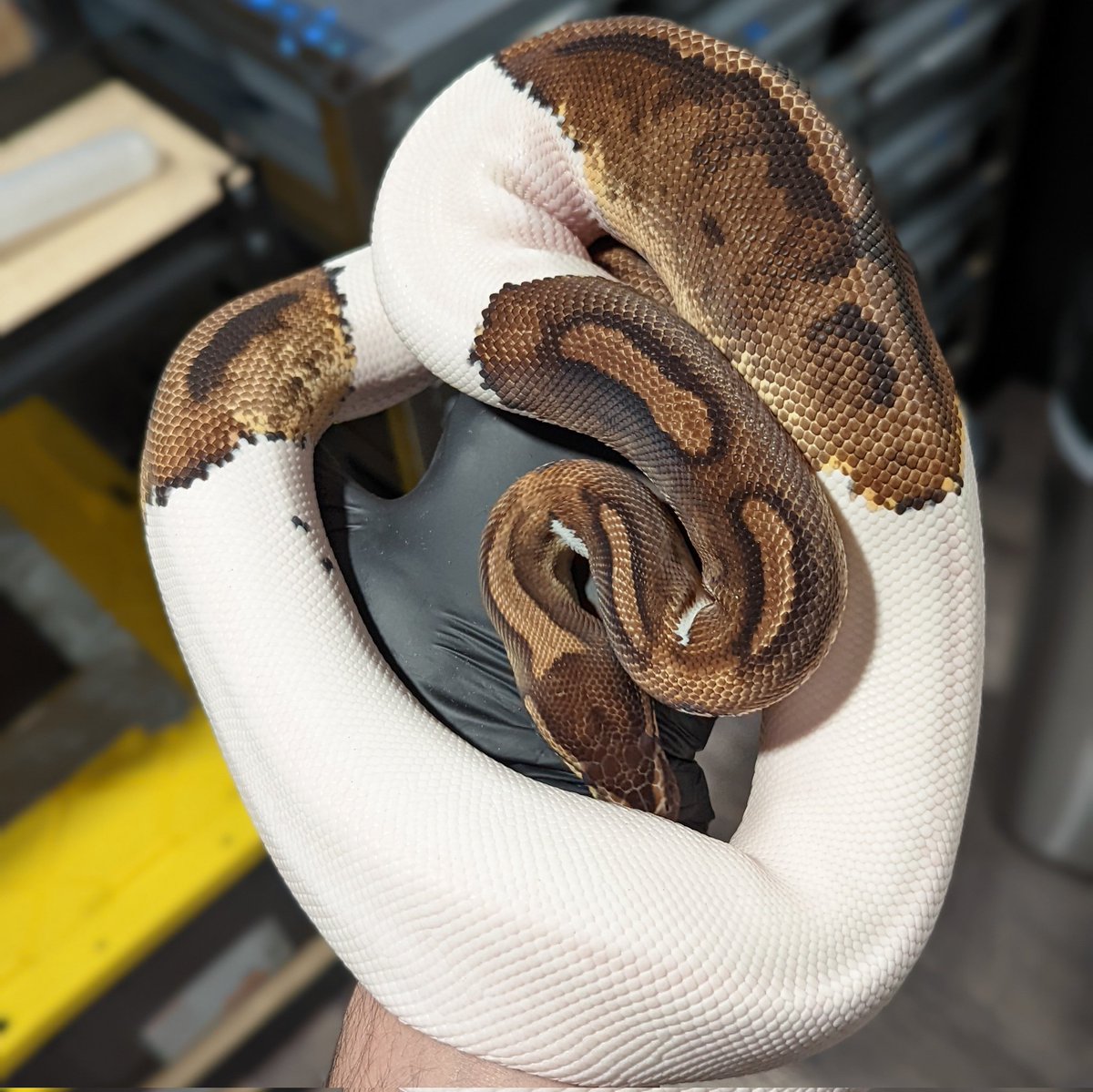 local_reptiles's tweet image. Our pied female that we'll be using for some upcoming stranger pied projects!!
#ballpythons #ballpython #piedballpython #pied #ballpythonbreeder #localreptiles
