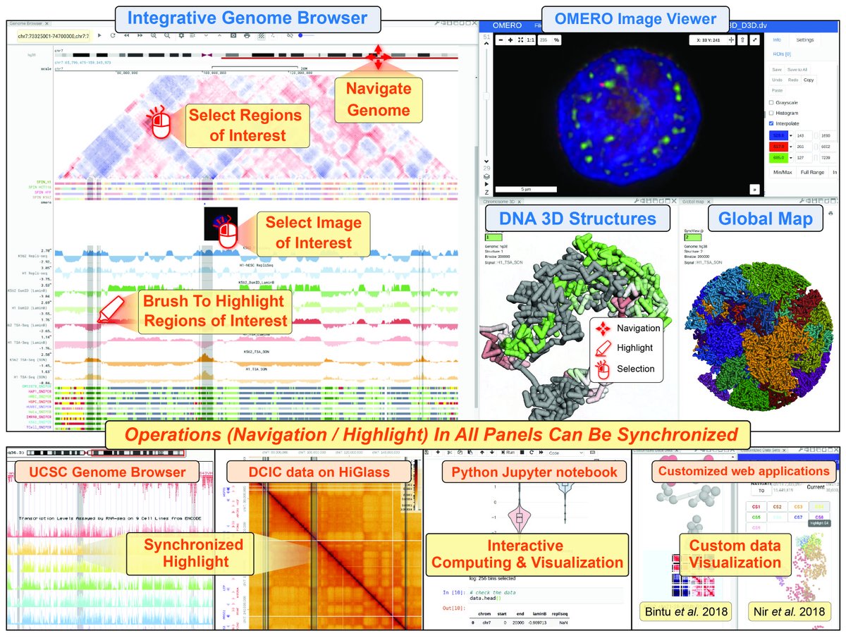 Jian Ma (@jmuiuc) on Twitter photo We're announcing Nucleome Browser, an integrative & multimodal data navigation platform for <a href="/4DNucleome/">4DNucleome</a> & the broad community. This tool is a result of tremendous creativity & herculean effort over the years from <a href="/nimezhu/">Xiaopeng Zhu (朱蓬)</a> <a href="/zocean636/">Yang Zhang</a>, in collab. w/ <a href="/jrswedlow/">Jason Swedlow</a> <a href="/belmont_andrew/">Andrew Belmont</a> 1/n We're announcing Nucleome Browser, an integrative & multimodal data navigation platform for <a href="/4DNucleome/">4DNucleome</a> & the broad community. This tool is a result of tremendous creativity & herculean effort over the years from <a href="/nimezhu/">Xiaopeng Zhu (朱蓬)</a> <a href="/zocean636/">Yang Zhang</a>, in collab. w/ <a href="/jrswedlow/">Jason Swedlow</a> <a href="/belmont_andrew/">Andrew Belmont</a> 1/n