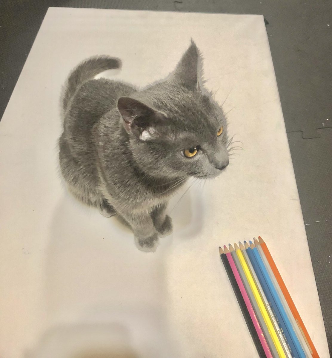 ただ紙の上に乗っただけでリアルな色鉛筆画のように見えてしまう猫さんがかわいい 描いたんじゃない 猫いたんだ Togetter