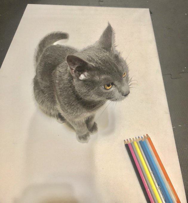 ただ紙の上に乗ってるだけのうちの猫 が絵画のよう 逆パターンの だまし絵 に トリックアートかと と驚きの声 ねとらぼ