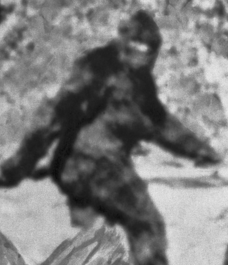 SaCha1689's tweet photo. The Bigfoot legend began in 1958, with a letter to the Humboldt Times about northern California loggers who'd discovered mysterious footprints as large as 24 inches long &amp; 8 inches wide. Some footprint casts contain claw marks, suggesting they came from bears. #WyrdWednesday https://t.co/dnrDqiEN6x