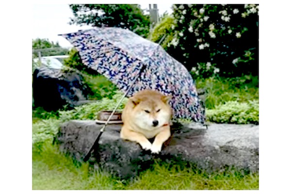 イッヌドットライフ（シュウとコテツ） (@innu_dot_LIFE) / X