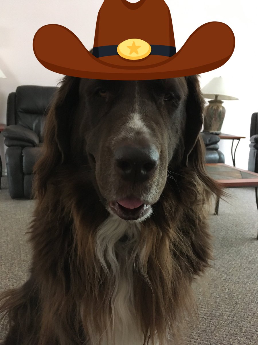 Violet_theNewfy's tweet photo. @bunsenbernerbmd I like your hat #HatFriendDay ๐ https://t.co/A2l9X1xA0P