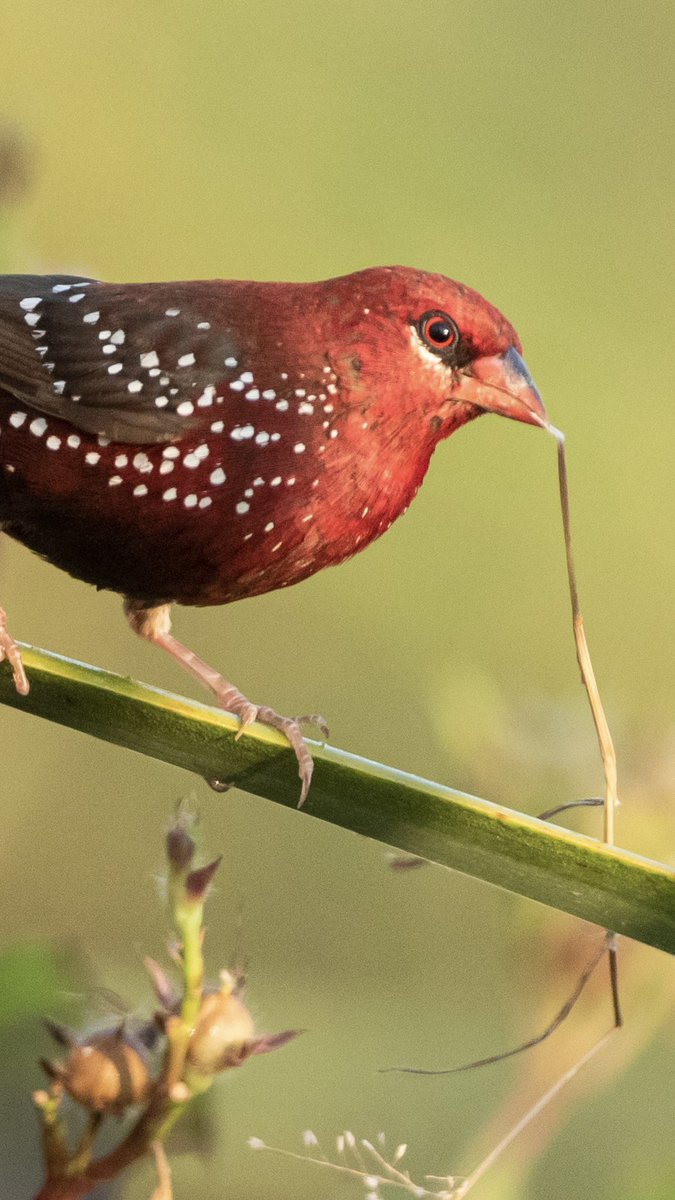brijessh's tweet photo. @reshman19 Colorbomb #RedMunia or #StrawberryFinch https://t.co/YuiTXRCSzm