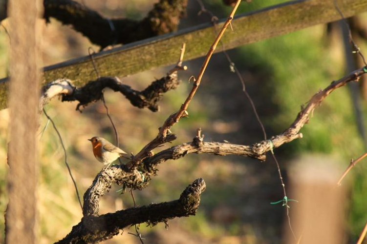 Alpine Environment - Eurac Research (@euracalpine) on Twitter photo What kind of landscape #birds like the most? 🐦 🤔
Discover more about that in this fresh-from-the-press article published by our <a href="/AnderleMatte/">Matteo Anderle</a> and other members of the #Biodiversity Monitoring project team!
👉 link.springer.com/article/10.100…
<a href="/uniinnsbruck/">@uniinnsbruck@social.uibk.ac.at</a> <a href="/LaStatale/">Università degli Studi di Milano</a> #ornithology What kind of landscape #birds like the most? 🐦 🤔
Discover more about that in this fresh-from-the-press article published by our <a href="/AnderleMatte/">Matteo Anderle</a> and other members of the #Biodiversity Monitoring project team!
👉 link.springer.com/article/10.100…
<a href="/uniinnsbruck/">@uniinnsbruck@social.uibk.ac.at</a> <a href="/LaStatale/">Università degli Studi di Milano</a> #ornithology