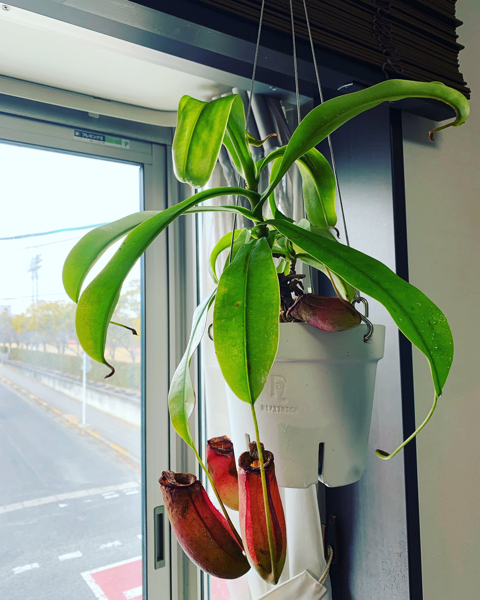 تويتر グリーンマン على تويتر ネペンテス きれいな鉢に植え替えました 食虫植物 ネペンテス 植物のある暮らし T Co Flfkt8f8ak