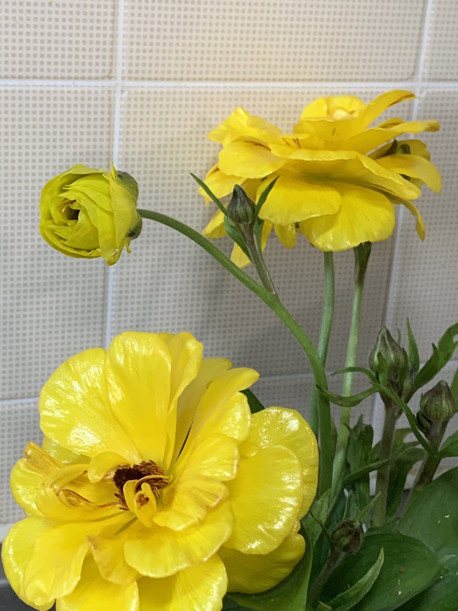 ぼぎー 小さな幸せ 買ってきた切り花の蕾が開いた時 ラナンキュラス T Co Jelseacl1r Twitter