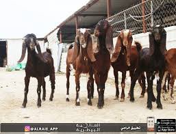 #فديو_رهف_القحطاني وين