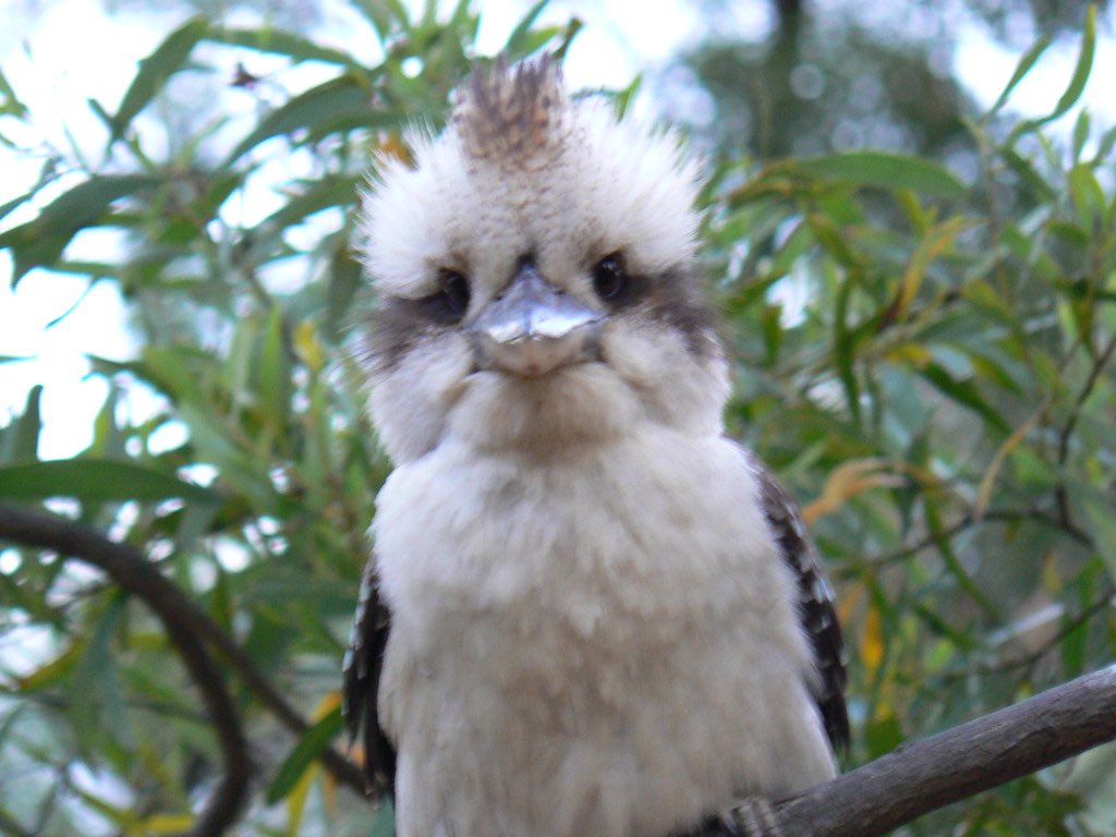 Кукабара смеется. Кукабарра. Птица Австралии Кукабарра. Смеющаяся Кукабарра. Кукабарра птенец.
