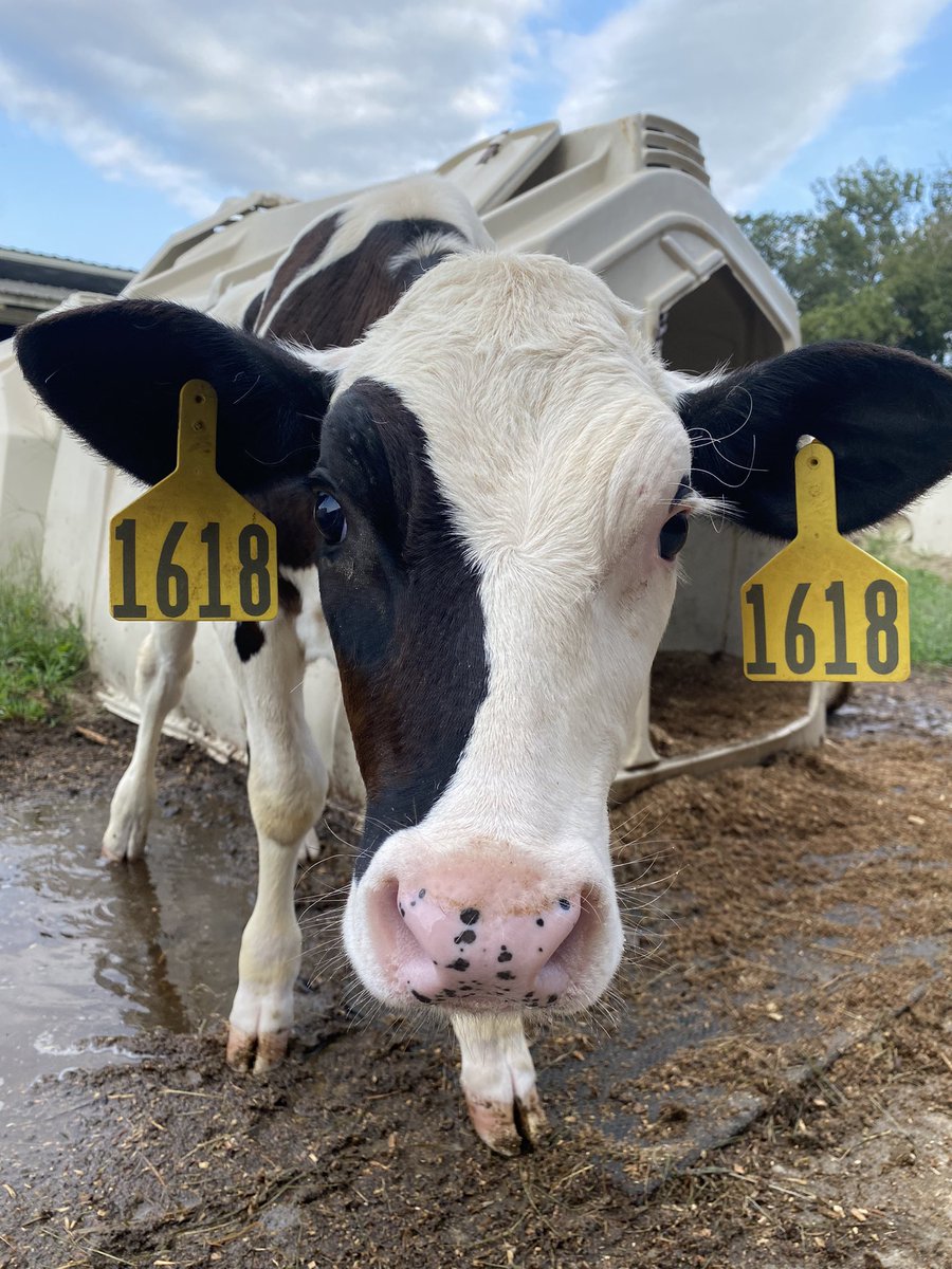 jacy_aa's tweet photo. @SMSObsessed some bovine snoots🥰 https://t.co/4cLzkrylCg