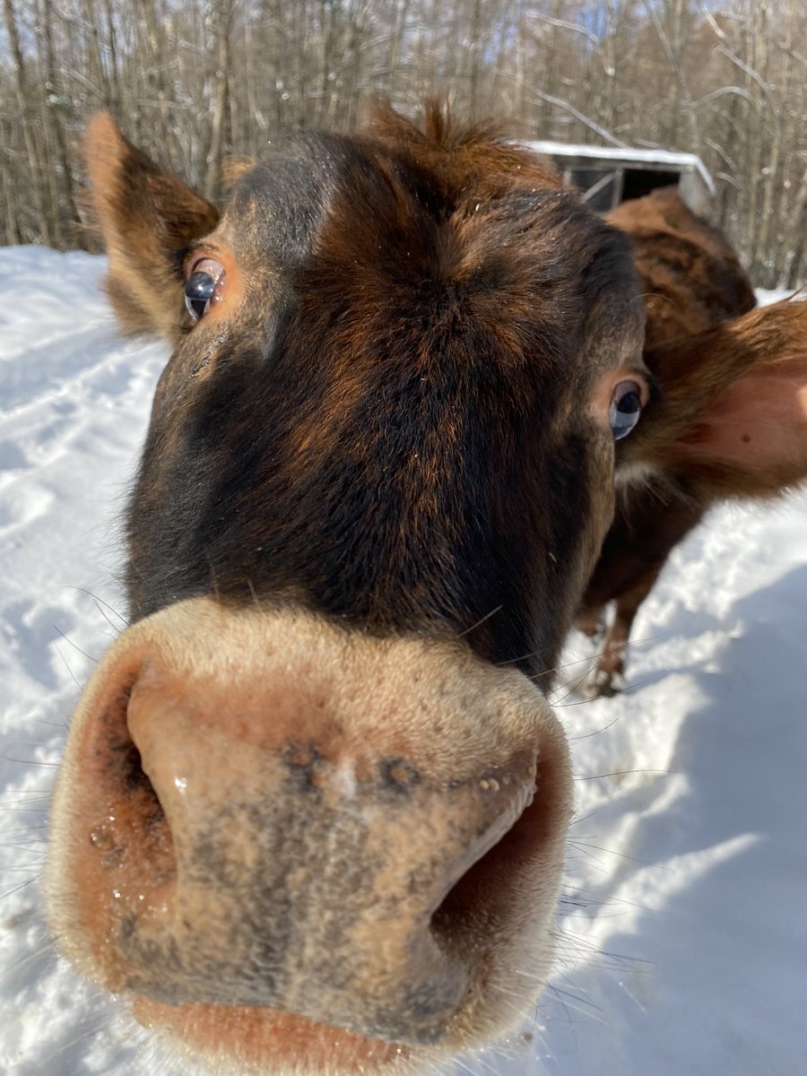 jacy_aa's tweet photo. @SMSObsessed some bovine snoots🥰 https://t.co/4cLzkrylCg