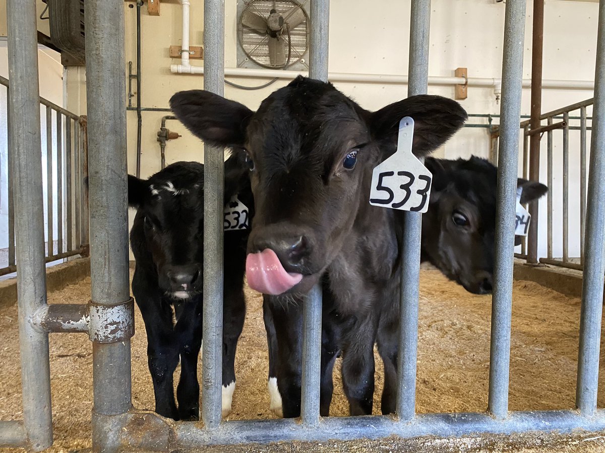 jacy_aa's tweet photo. @SMSObsessed some bovine snoots🥰 https://t.co/4cLzkrylCg