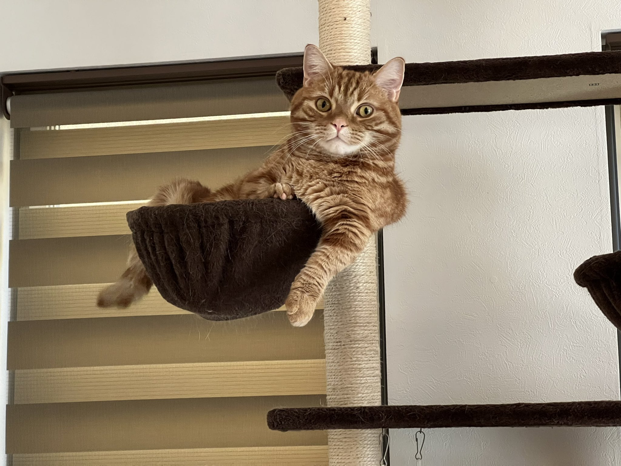 Follow ねこくん S Necko Latest Tweets Twitter
