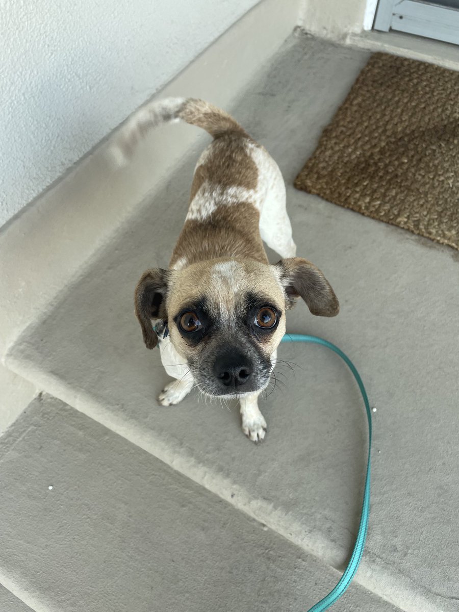 Lil homie Hector would like you all to know that he says Hello and to be sure to drink water