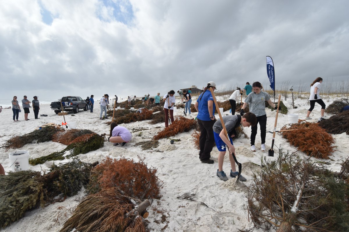 DuneDoctors's tweet photo. Today's Planting for Protection (P4P) Training was a SUCCESS! 

P4P Mentors from @GulfShoresHS &amp; @GulfShoresMS will teach 146 5th-graders how to install dune-building vegetation tomorrow at the @GulfStatePark!  

They received training from Dune Doctors &amp; Park Naturalists. https://t.co/KNiJrL4h6V