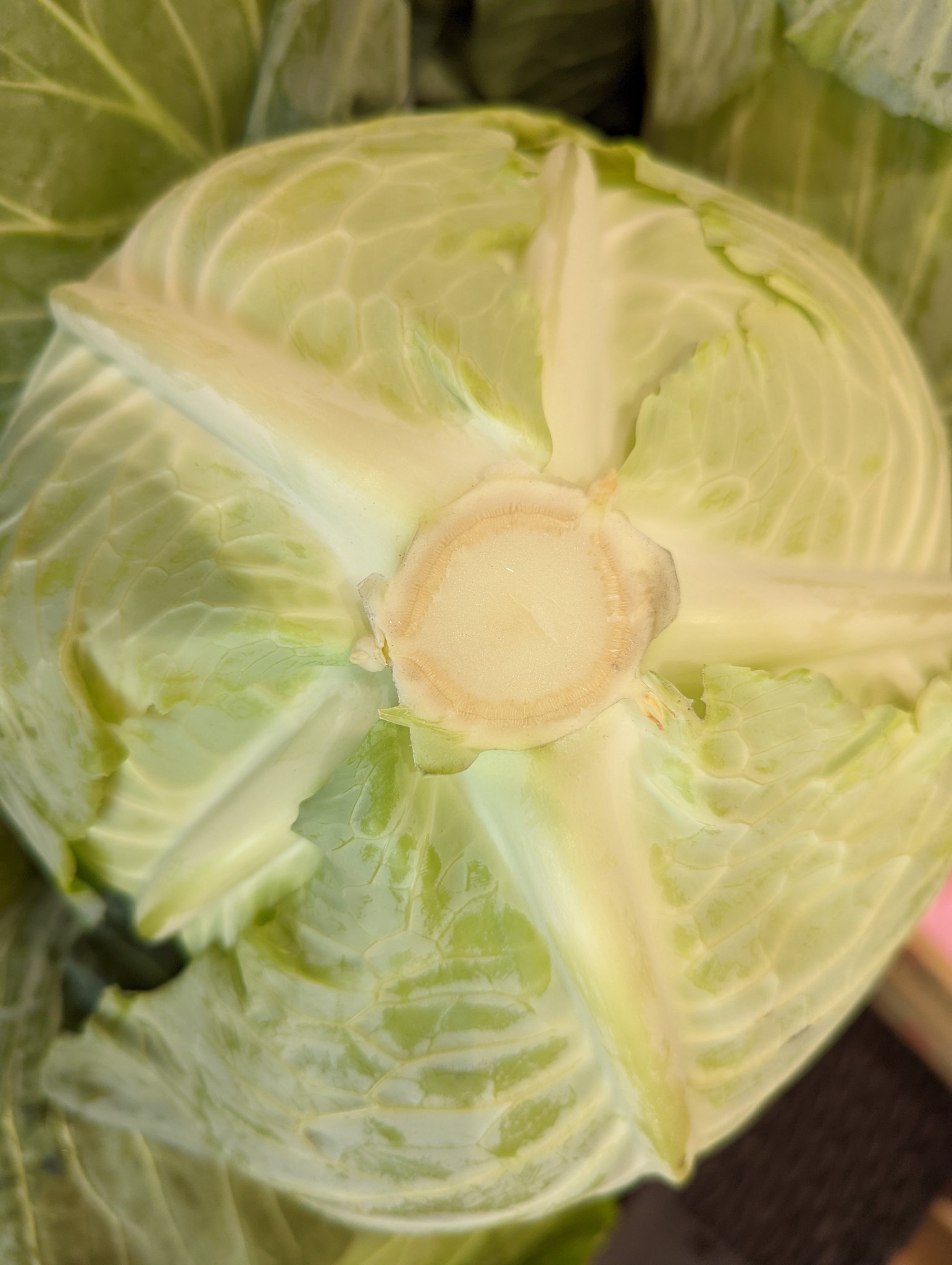 青髪のテツ 野菜のプロ キャベツの豆知識 農家さんからキャベツの選び方を教えてもらったのでシェア キャベツは裏側の 5 本の筋の間隔が均等になっているものが成長に偏りがなくおいしいそう お買物の参考にどうぞ T Co Kwfm7dharn Twitter