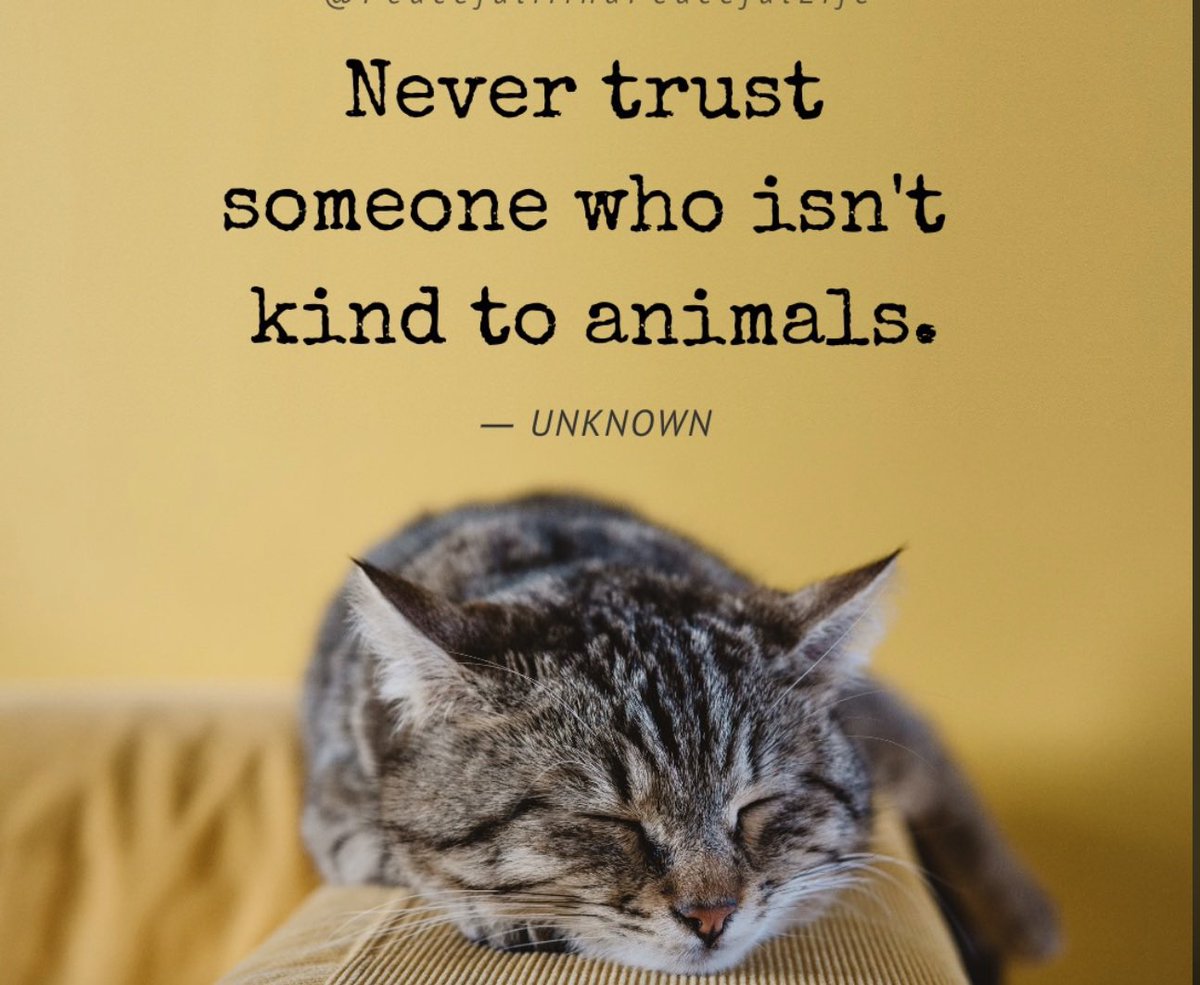 If you show kindness an animal it. Never Trust to someone. Rely someone. Be kind to animals.