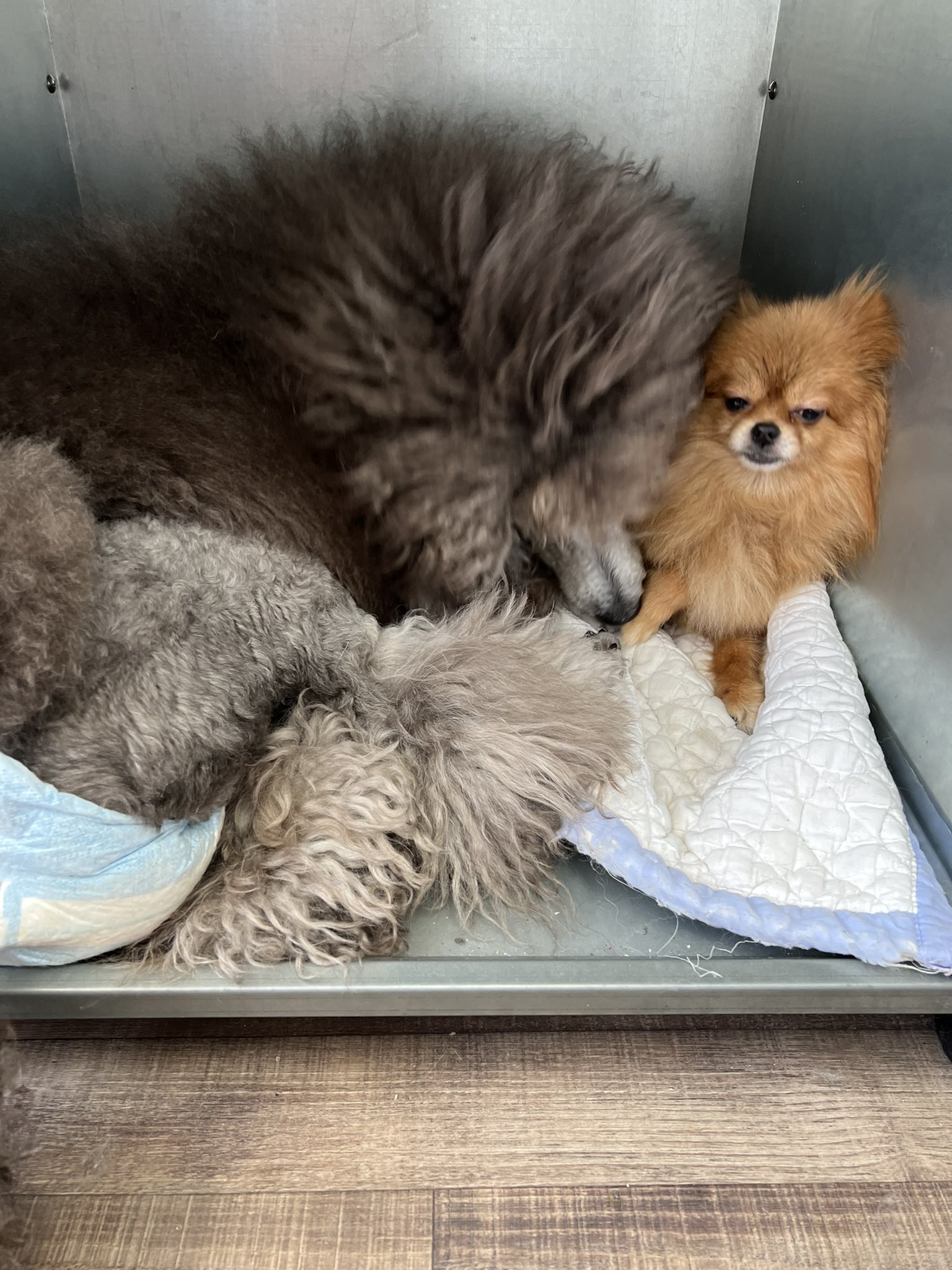 犬猫雑貨専門店 犬猫時間 2月23日の出勤わんこ ポメラニアンの六実 むつみ とスタンダードプードルの和心 あみ むっちゃんに遊んでほしくて 必死でハムハム優しく噛もうとして怒られてるあみなのです 気持ちは小型犬のスタンダードプードル 苫小牧