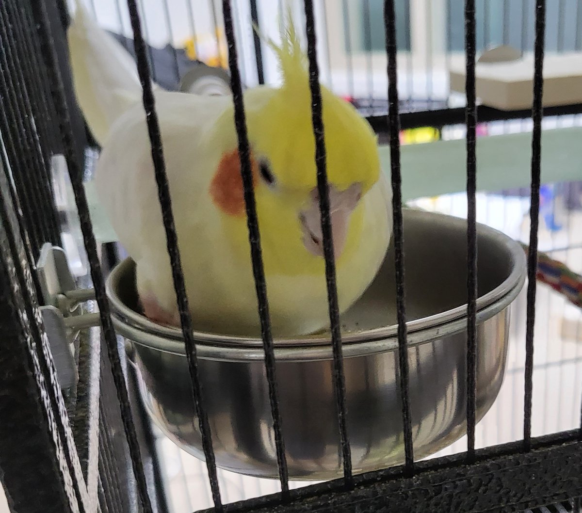 맨날 밥그릇 들어가서 둥지틀고 있는 휴지. 하지만 카메라를 들이밀면 귀신같이 나옵니다... 나오는 순간을 찰칵