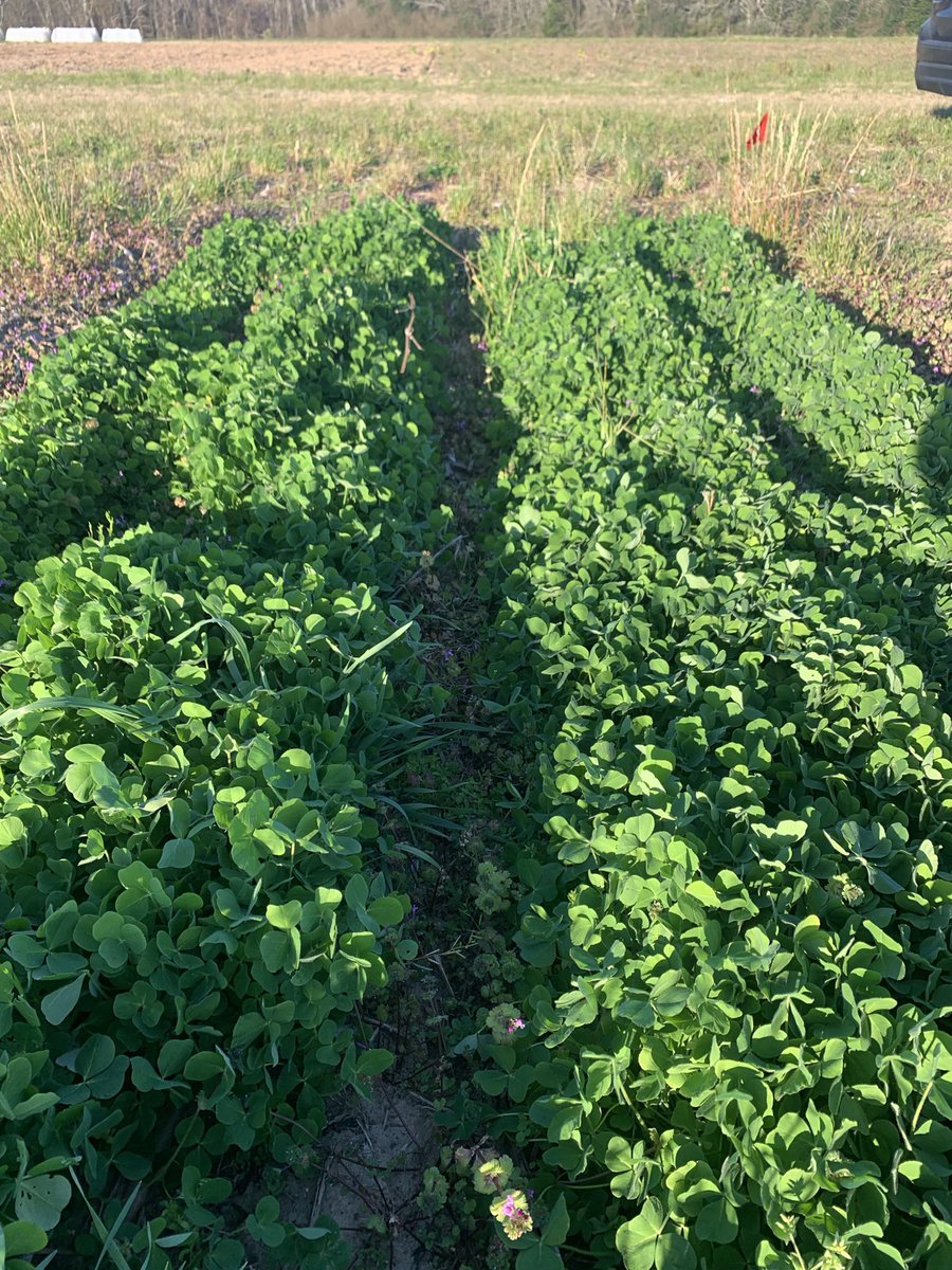 Audrey Gamble tweet media