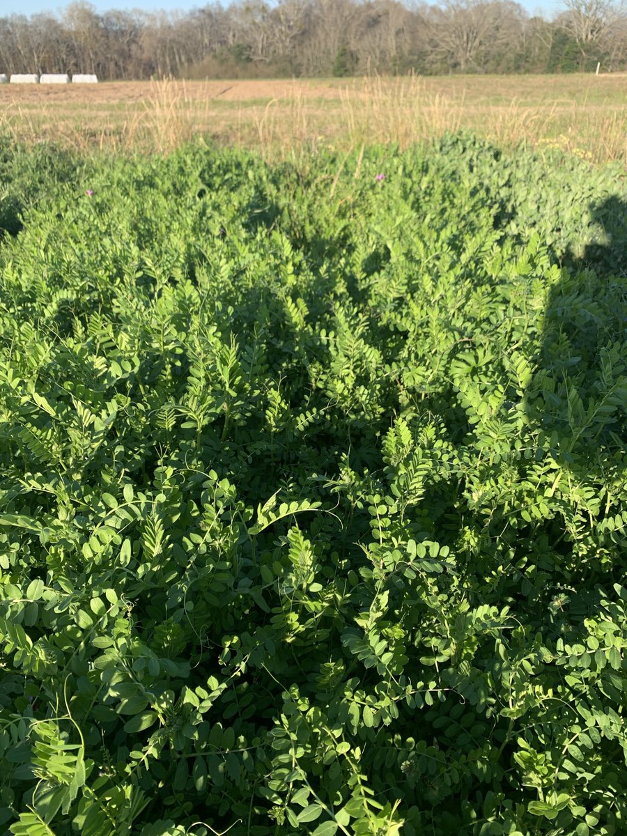 Audrey Gamble tweet media