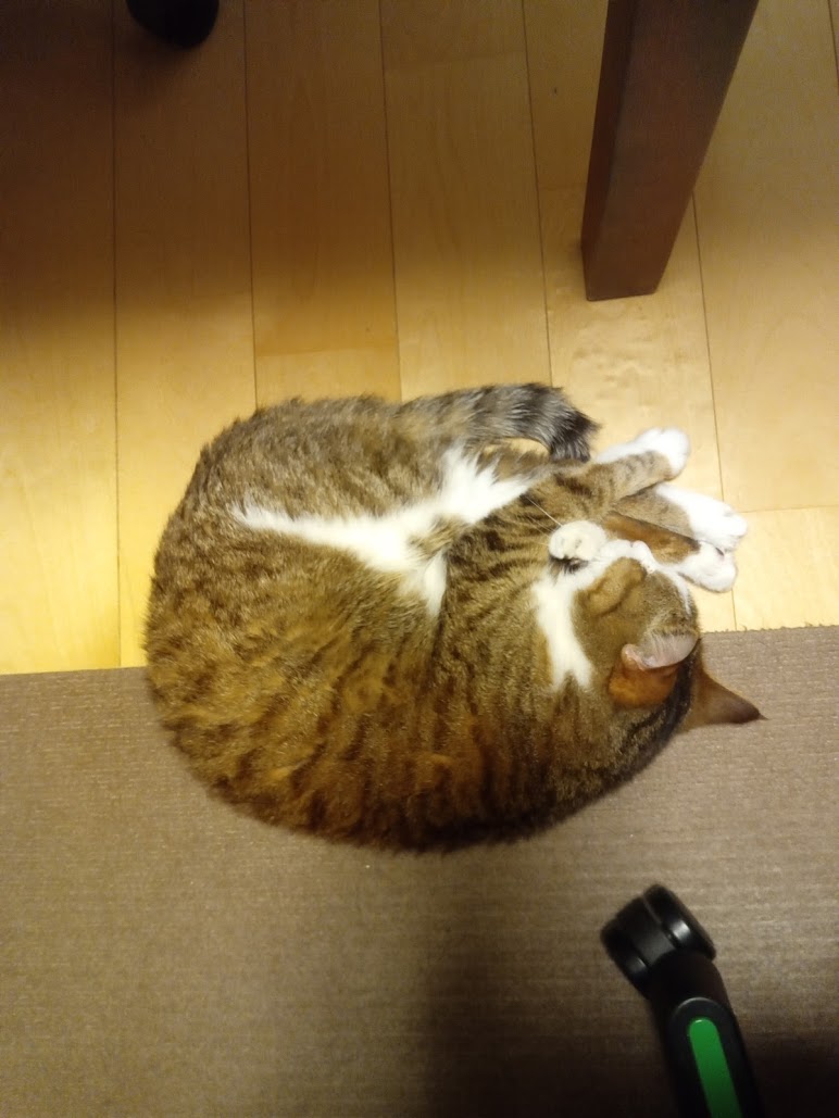 猫カフェ 東京 池袋 猫の居る休憩所２９９