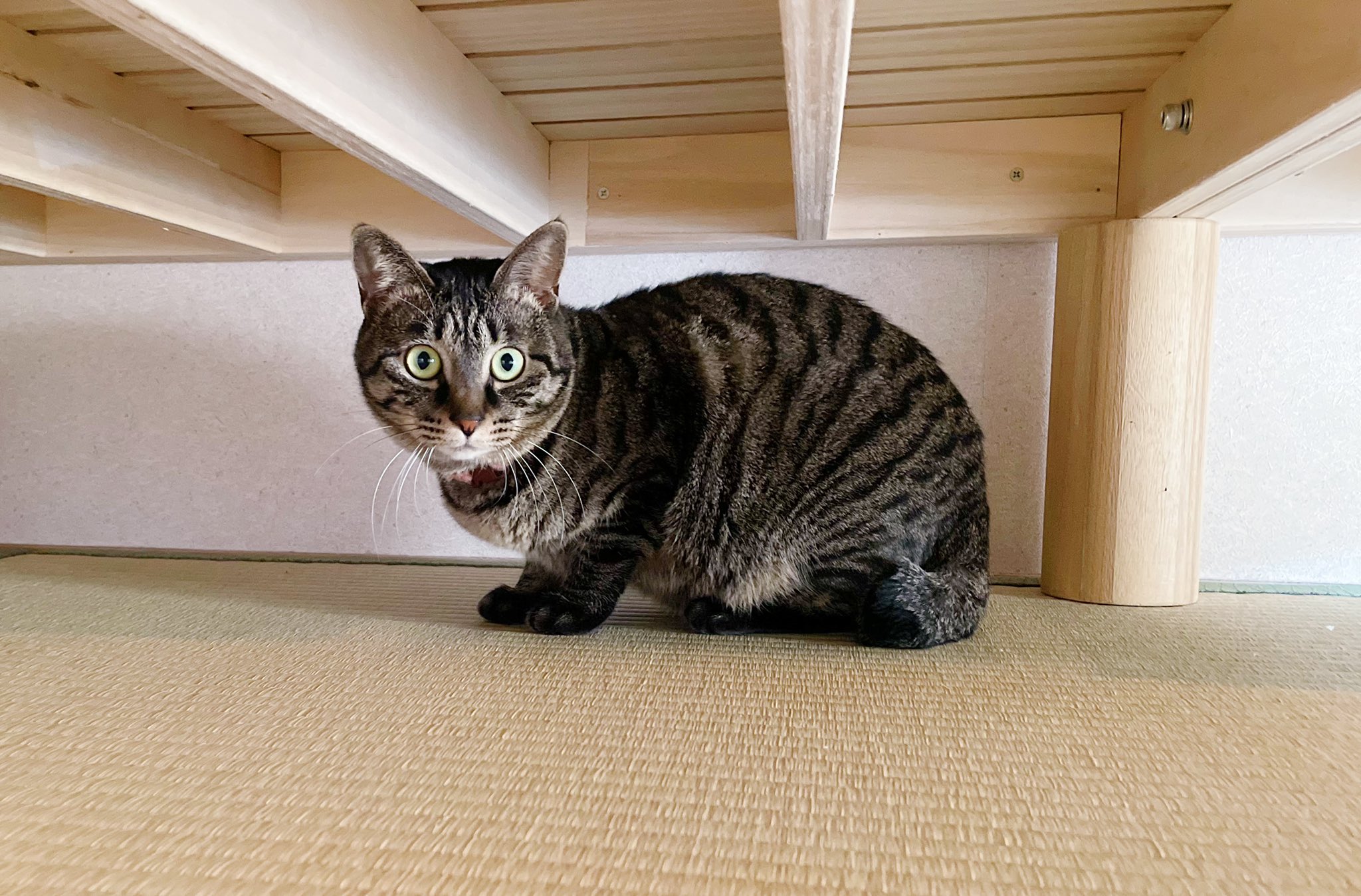 くうちゃんはなつかない 寝てる時は触らせてくれるけど普段はまだまだ逃げ回ってます キジトラ かぎしっぽ 保護猫と暮らす 猫好きさんと繋がりたい 猫好き Cat 懐かないネコチャン 家庭内野良猫 猫好きな人と繋がりたい T Co