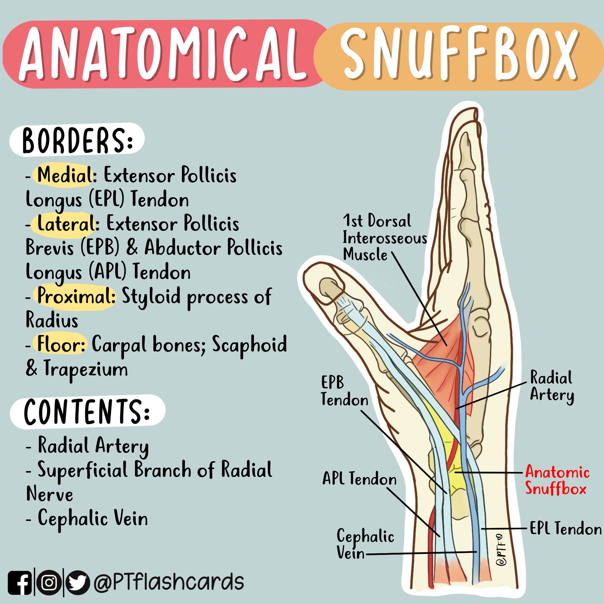 Figure, Anatomical Snuff Box and Ulnar] - StatPearls - NCBI Bookshelf