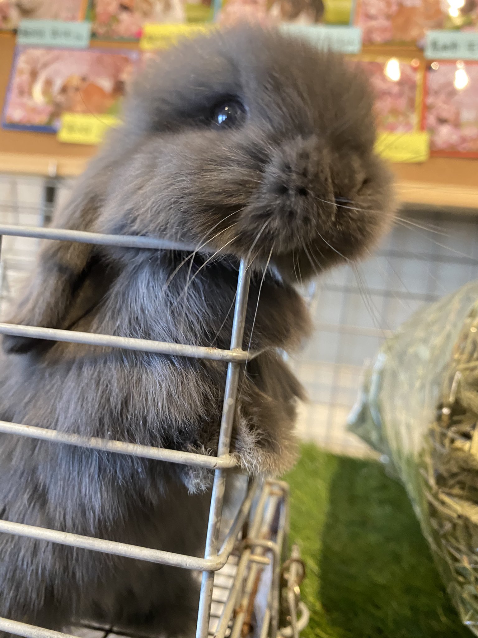 筋肉うさぎ うにとぴの やん Kooo0o0rabbits Twitter