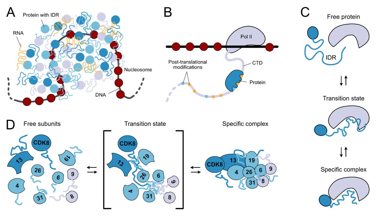 Intrinsically disordered protein regions can do much more than just hanging out together in liquid droplets. Check out the review with <a href="/AkisPapantonis/">Akis Papantonis</a> on RNA polymerase II subcompartments: authors.elsevier.com/a/1edsw3PA3sRC…