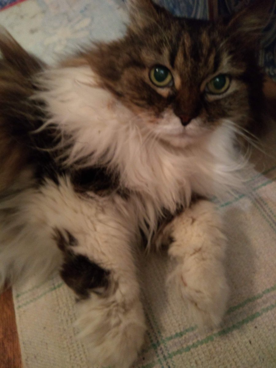 Franco57124579's tweet image. 🖤 Gattona #MacronAlstom