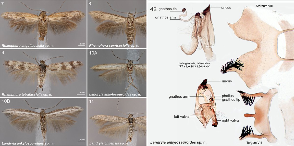 Pasi Sihvonen (@pasi_sihvonen) on Twitter photo Scythridid micro-moths are extremely diverse! We revised South American fauna, and described 22 new species doi.org/10.3897/zookey… The paper is dedicated to my co-author Kari Nupponen, who passed away during preparation of the manuscript. <a href="/luomus_zoology/">Luomus Zoology</a> <a href="/helsinkiuni/">University of Helsinki</a> Scythridid micro-moths are extremely diverse! We revised South American fauna, and described 22 new species doi.org/10.3897/zookey… The paper is dedicated to my co-author Kari Nupponen, who passed away during preparation of the manuscript. <a href="/luomus_zoology/">Luomus Zoology</a> <a href="/helsinkiuni/">University of Helsinki</a>