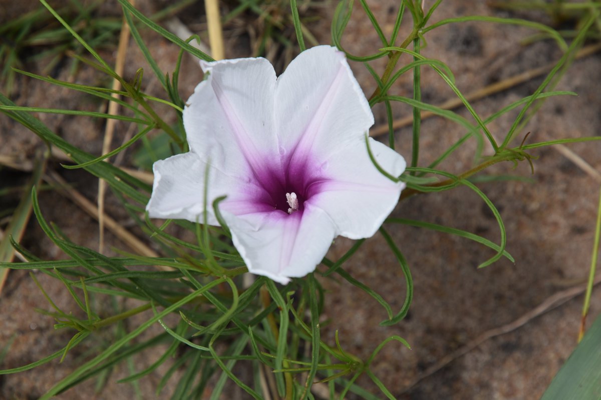 Time for #geoxyleoftheweek!
I present you Ipomoea milnei (Convolvulaceae), which we excavated recently in Cuando-Cubango. The belowground part is rather semi-woody, so I. milnei is no geoxyle in the strict sense, but here it is nonetheless, because it’s a cool plant. 1/