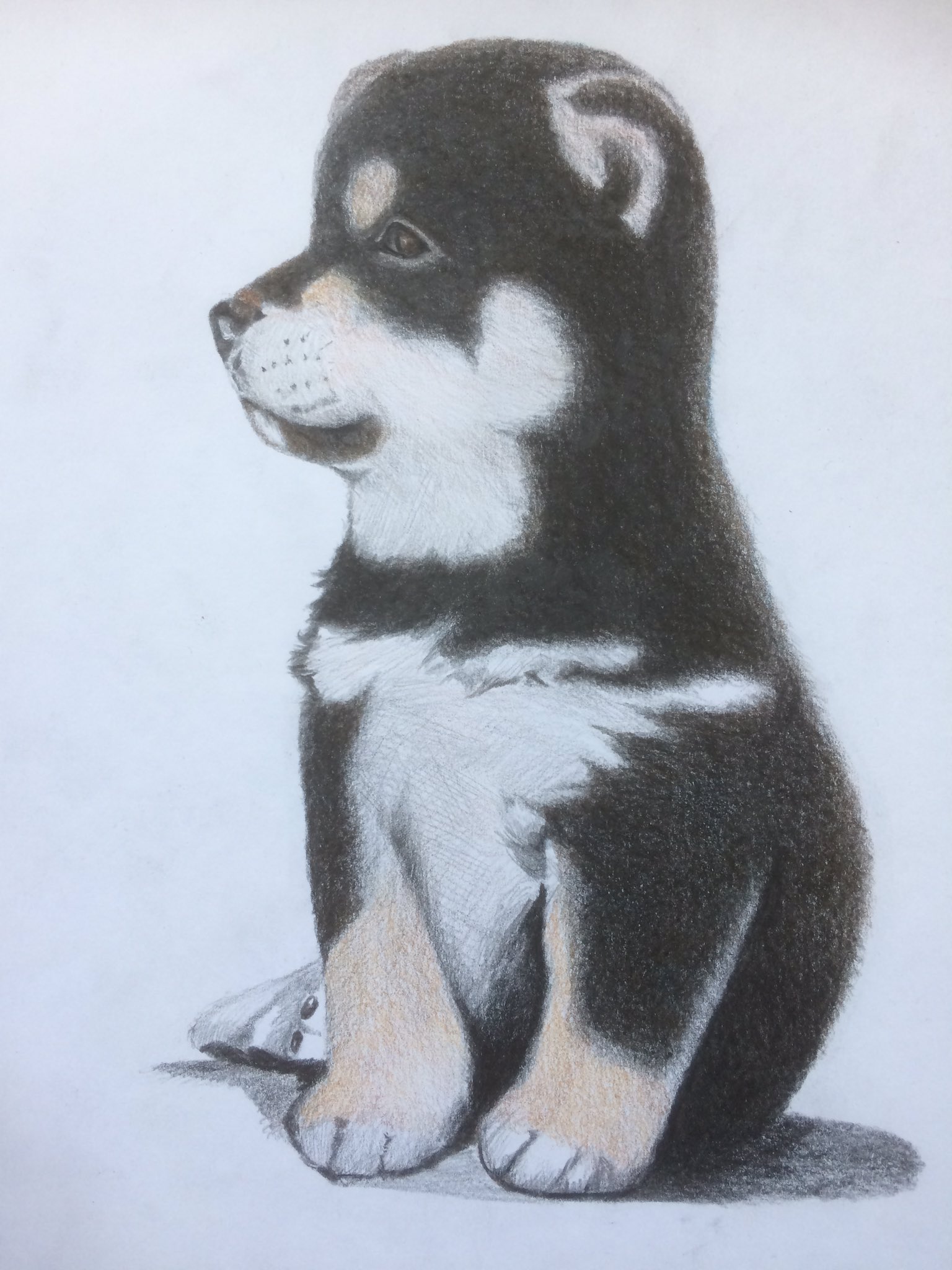 柴犬イラスト Twitter Search Twitter