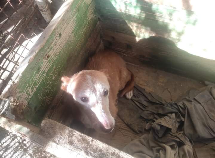 Necesitamos ACOGIDA SUPER URGENTE para este podenco abuelito , nos dan sólo unos días sino no sabemos que puede pasar......

ACOGIDA EN TOLEDO o MADRID .

Contacto ☎️ 667667364

Gracias.